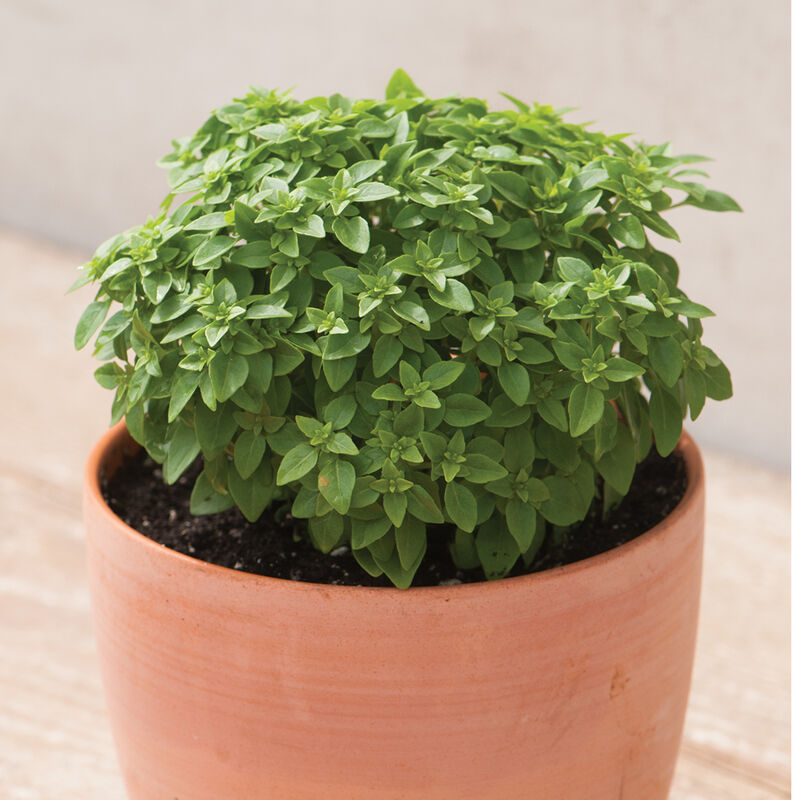 Pluto Fine Leaf Basil