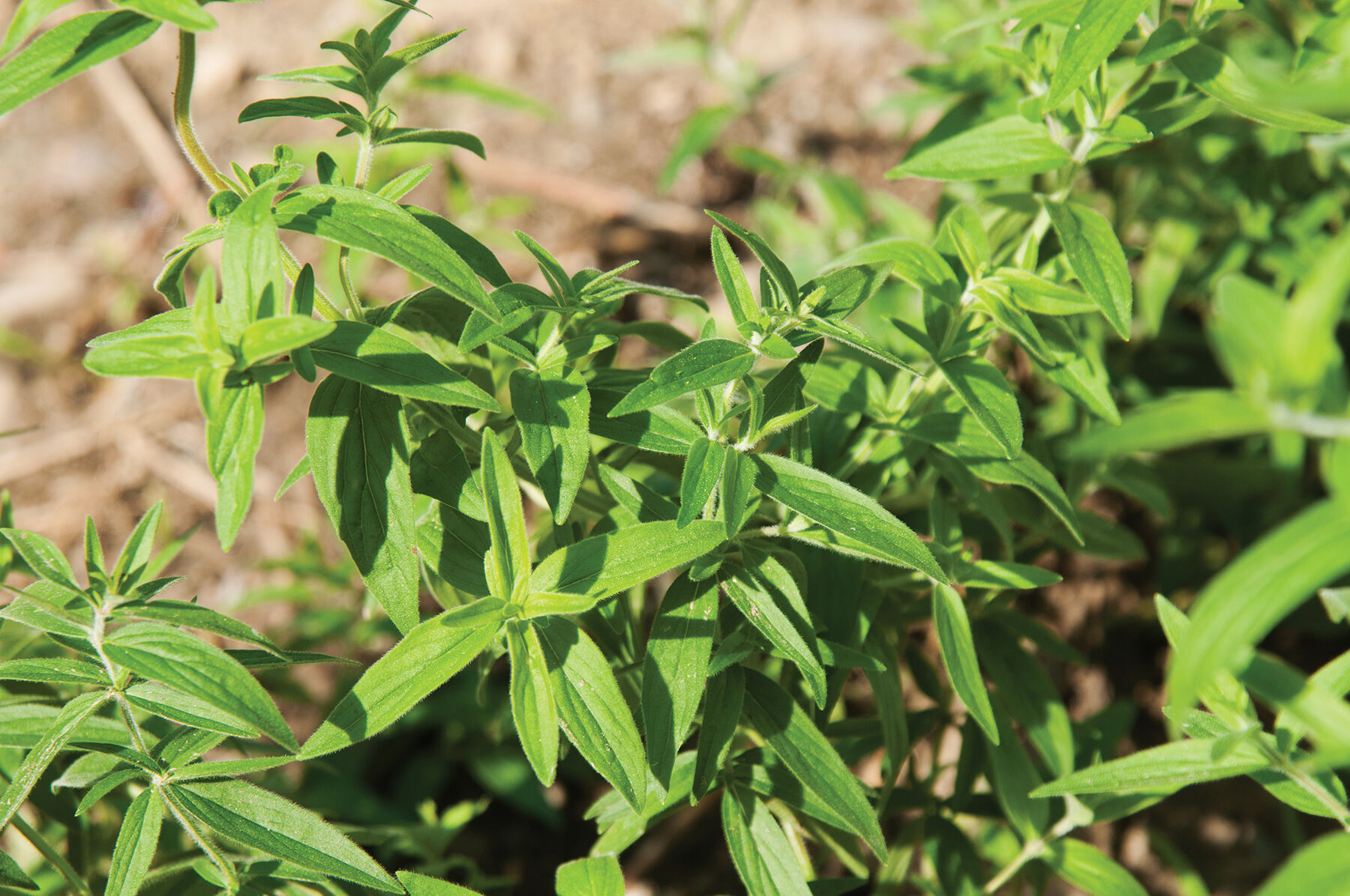 Mountain Mint Mountain Mint