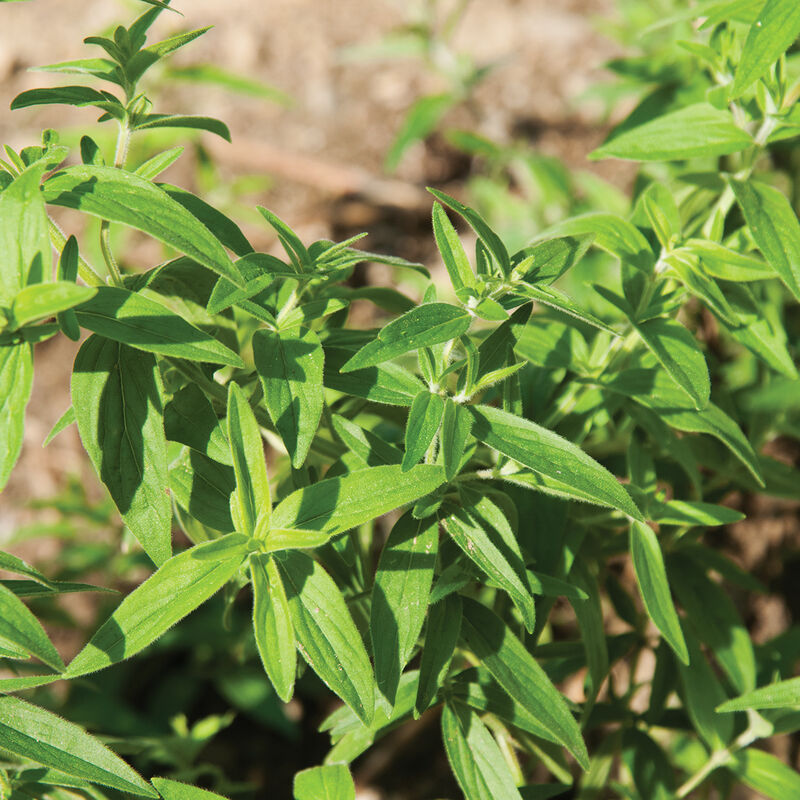 Mountain Mint Mountain Mint