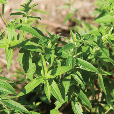 Mountain Mint Mountain Mint