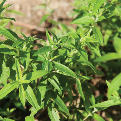 Mountain Mint Mountain Mint