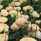 Romance™ Hydra® Ranunculus
