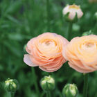 Romance™ Salerno® Ranunculus