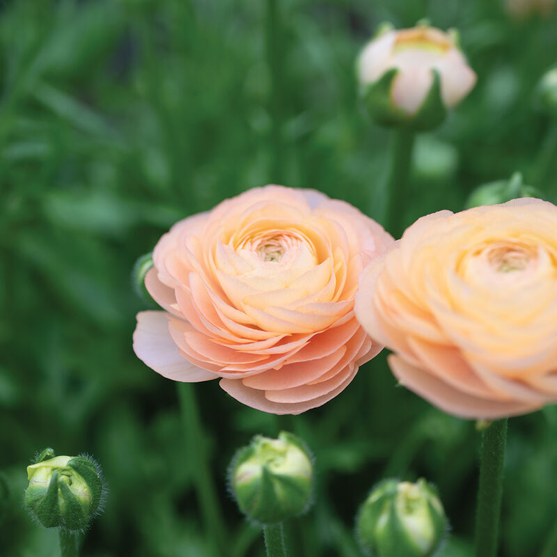Romance™ Salerno® Ranunculus