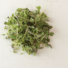 Kale, KX-1 Microgreen Vegetables