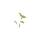 Lemon Balm Microgreen Herbs