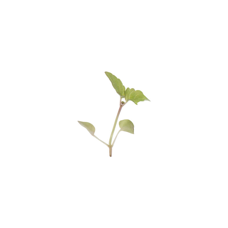 Lemon Balm Microgreen Herbs