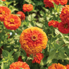 Giant Orange Zinnias