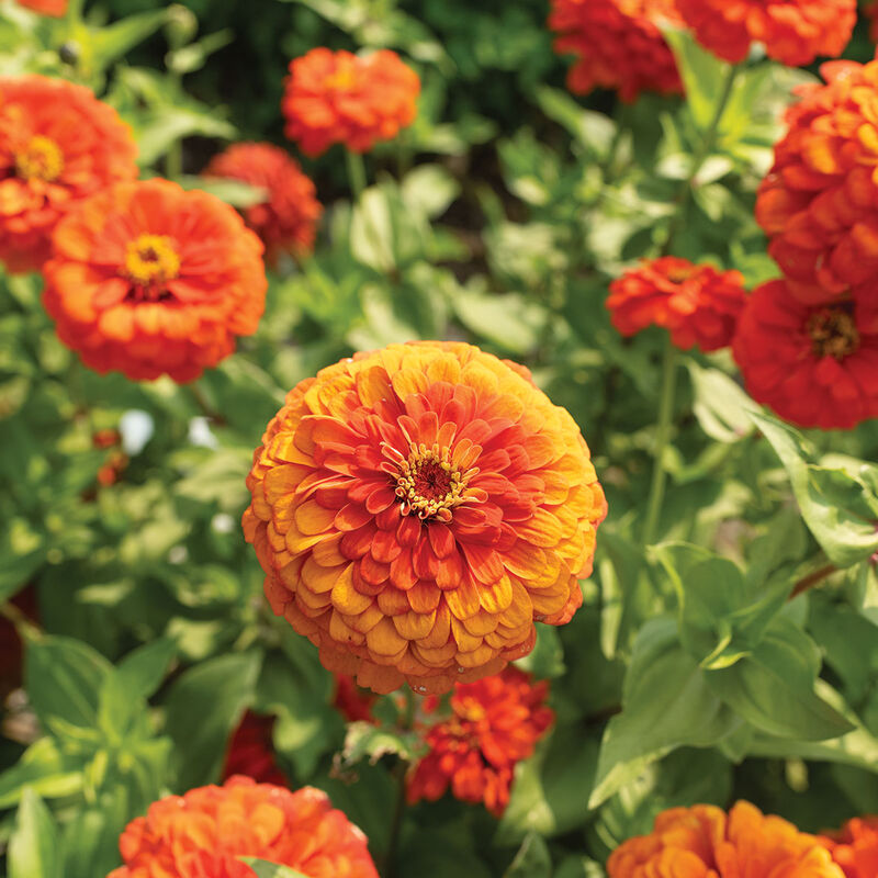 Giant Orange Zinnias
