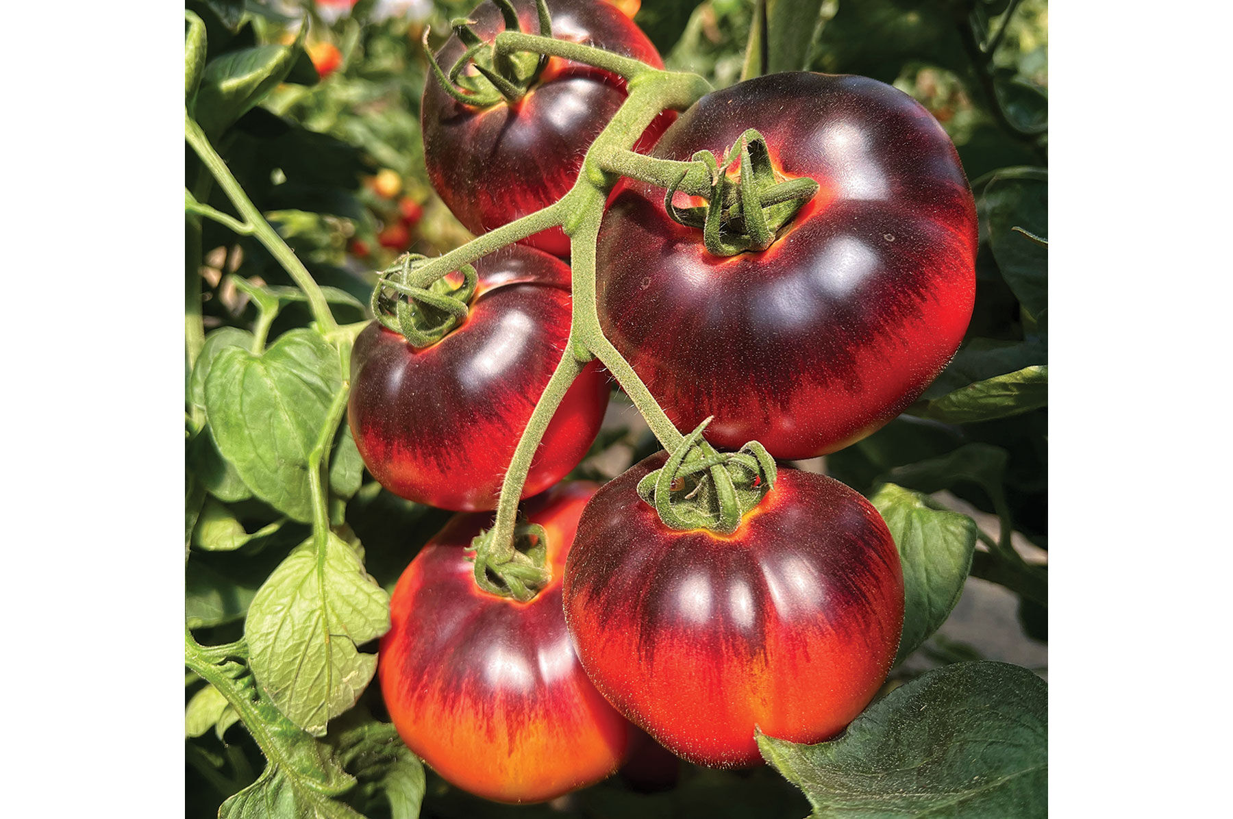 Blue Tonic - Indigo Tomato Seeds | Johnny's Selected Seeds