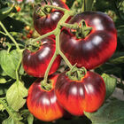 Blue Tonic Slicing Tomatoes