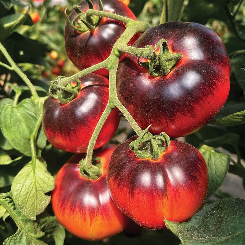 Blue Tonic Slicing Tomatoes
