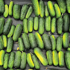 Super Max Pickling Cucumbers