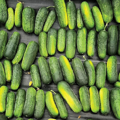 Super Max Pickling Cucumbers