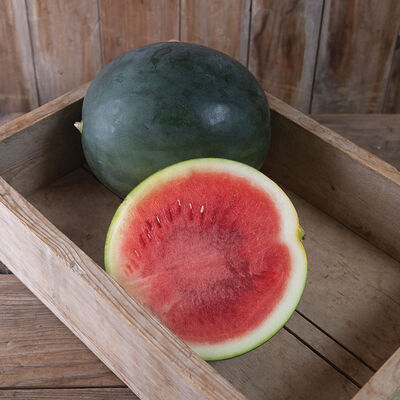 Saniara Triploid Watermelons (Seedless)