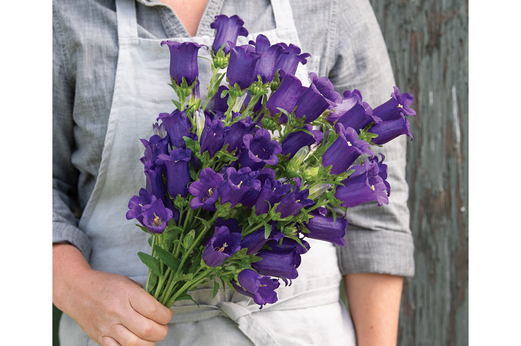 Champion II Deep Blue - Pelleted (F1) Campanula Seed | Johnny's