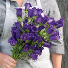 Champion II Deep Blue Campanula (Bellflower)