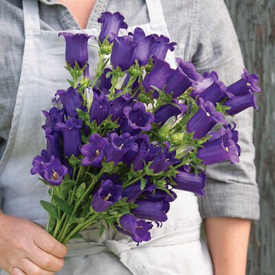 Champion II Deep Blue Campanula (Bellflower)