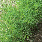 Saltwort Saltwort Saltwort