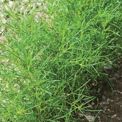 Saltwort Saltwort Saltwort