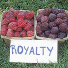 Royalty Purple Raspberry