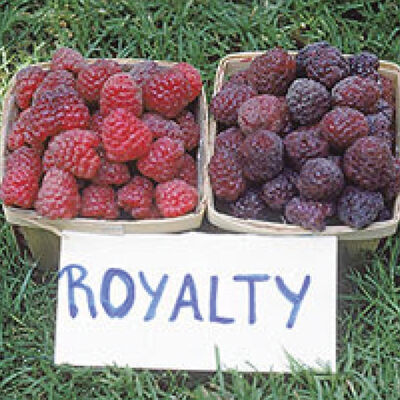 Royalty Purple Raspberry