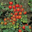 Apero Cherry Tomatoes