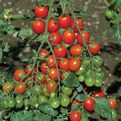 Apero Cherry Tomatoes