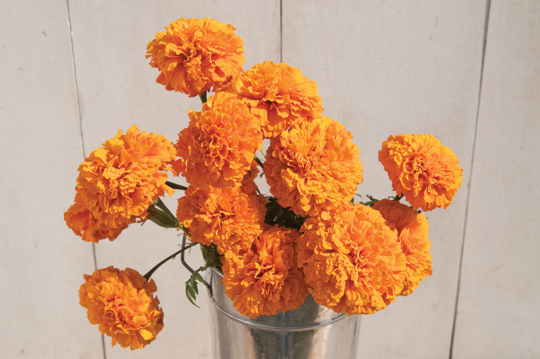 Giant Orange Marigold