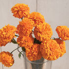 Giant Orange Marigold