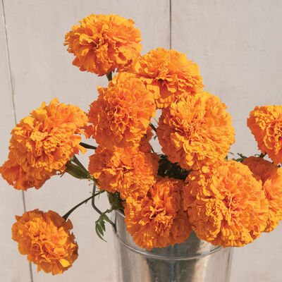 Giant Orange Marigold