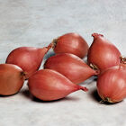 Conservor Shallots