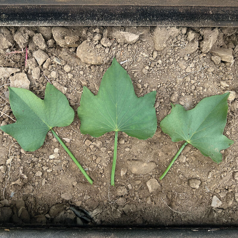 Covington Sweet Potatoes