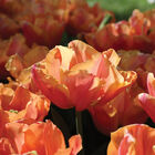 Astronaut Andre Kuipers Tulips