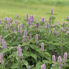 Anise Hyssop Anise Hyssop