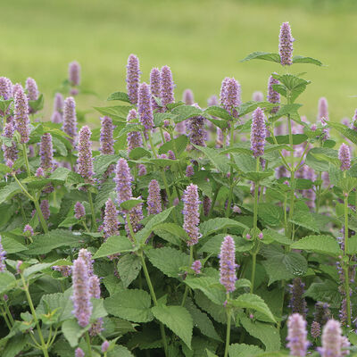 Anise Hyssop Anise Hyssop