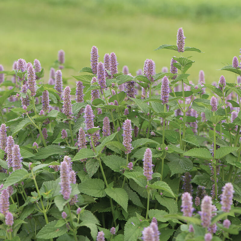 Anise Hyssop Anise Hyssop