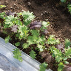 Kalebration Kale Mix Greens Mixes