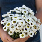 Pierrot White Pierrot White Helipterum (Paper Daisy)