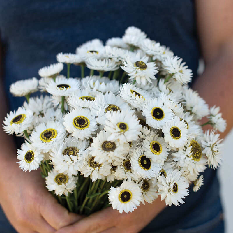 Pierrot White Helipterum (Paper Daisy)