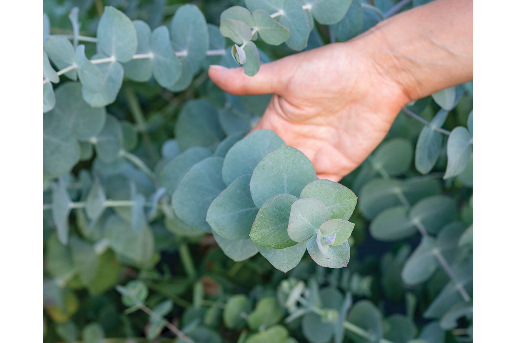 Silver Dollar Eucalyptus