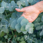 Silver Dollar Silver Dollar Eucalyptus