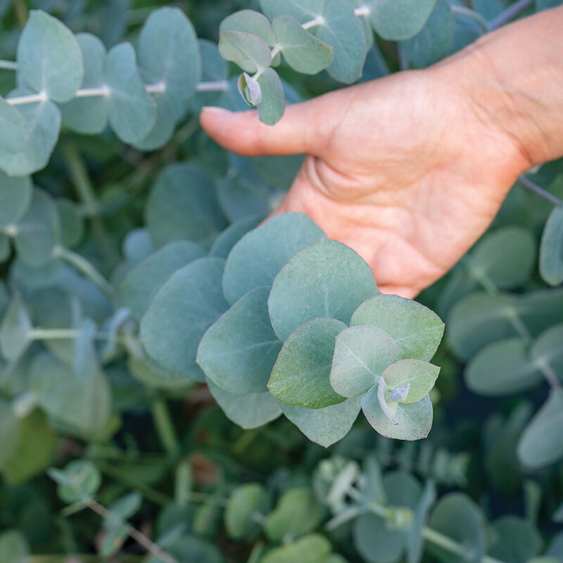 Silver Dollar Silver Dollar Eucalyptus