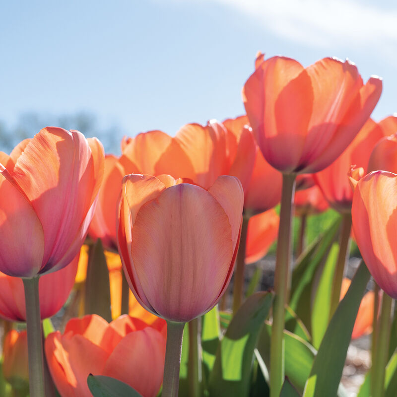 Apricot Impression Tulips