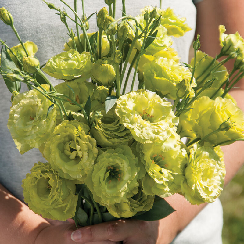 Rosanne Green Lisianthus