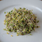 Broccoli, Sano Verde Max Sprouts