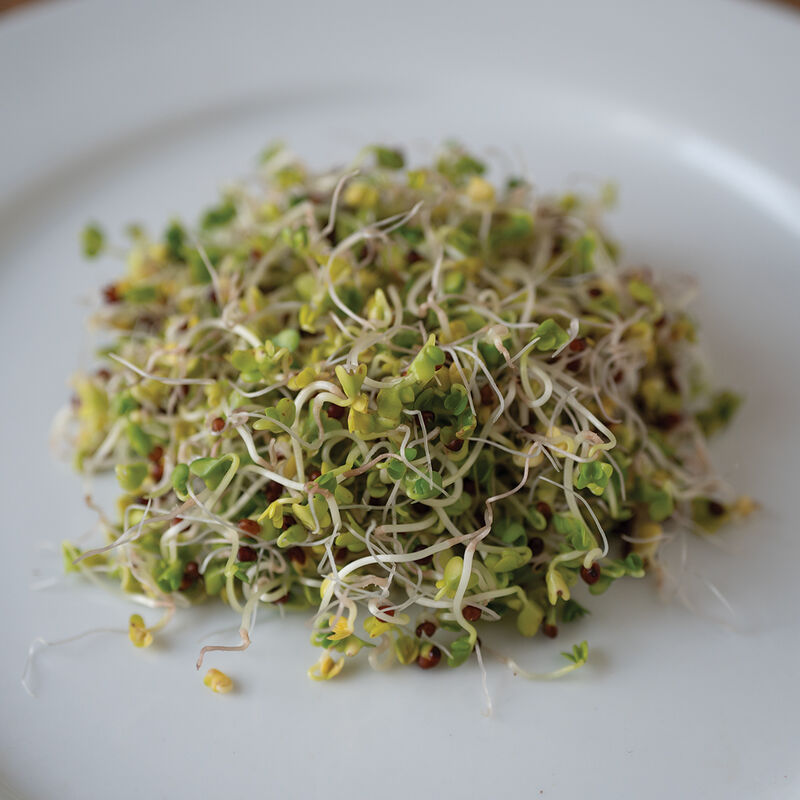 Broccoli, Sano Verde Max Sprouts