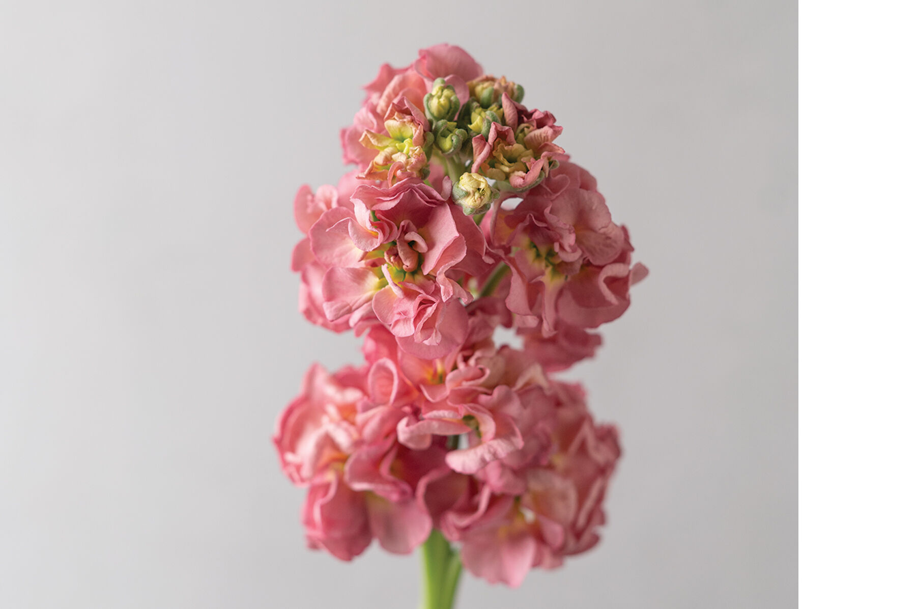 StoX® Antique Rose - Stock Seed | Johnny's Selected Seeds