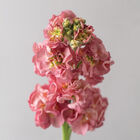 StoX® Antique Rose Stock