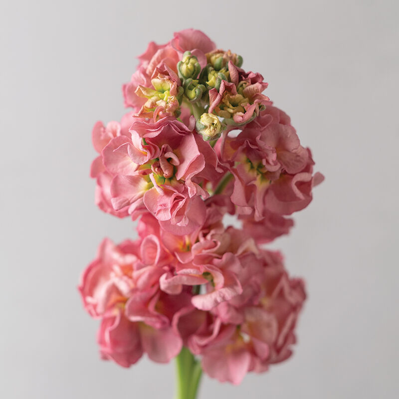 StoX® Antique Rose Stock
